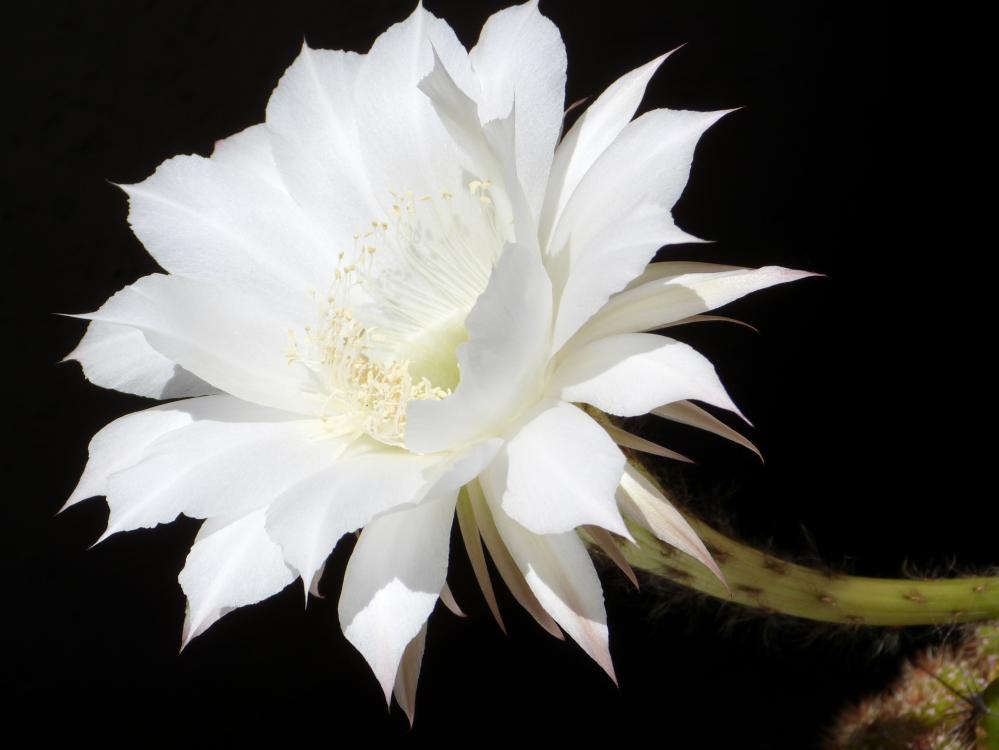 Echinopsis